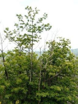 INRA - Lancement de l’application Vigil'encre | SCIENCES DU VEGETAL | Scoop.it