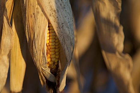 La stratégie diabolique des futures plantes OGM | Questions de développement ... | Scoop.it