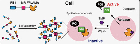 A Chemically Switchable Synthetic Condensate Platform for Reversible Protein Sequestration and Release | acs | RMH | Scoop.it