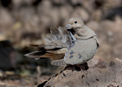 Celebrating the Next Generation of Bird Watchers [Guest Post] - Discover Magazine (blog) | Rainforest CLASSROOM | Scoop.it