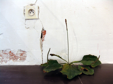 Tony Matelli: "Weed" | Art Installations, Sculpture, Contemporary Art | Scoop.it