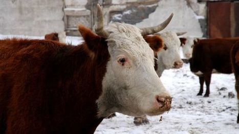 The ability to digest milk may have become common only relatively recently in Europe | Amazing Science | Scoop.it