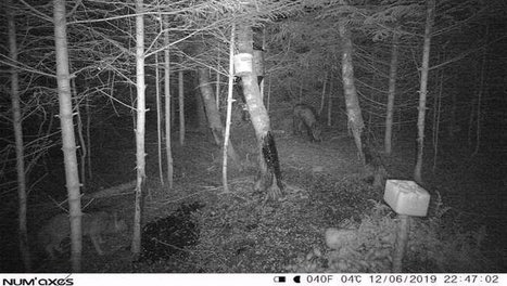 Des meutes de loups en Lozère ? La Coordination rurale affirme détenir la preuve | Loup | Scoop.it