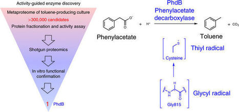 Discovery of enzymes for toluene synthesis from anoxic microbial communities | RMH | Scoop.it