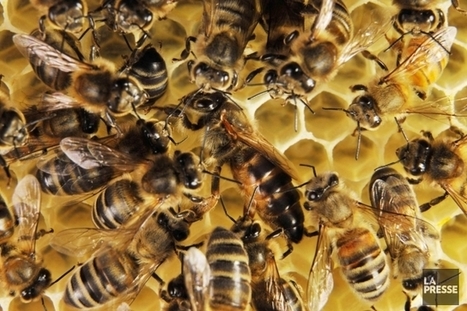 La GRC enquête sur la mort mystérieuse d'abeilles | EntomoNews | Scoop.it