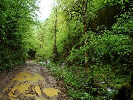 La gourgue défigurée | VIEILLESFORETS.COM | Vallées d'Aure & Louron - Pyrénées | Scoop.it