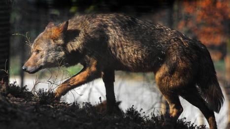 Emmanuel Macron veut "réguler" les populations de loups | Biodiversité | Scoop.it