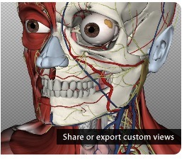 Free Technology for Teachers: BioDigital Human - 3D Platform for Understanding Anatomy and Physiology | gpmt | Scoop.it