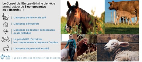 Le bien-être des animaux et des éleveurs, un enjeu clé pour l’avenir de l’élevage | Lait de Normandie... et d'ailleurs | Scoop.it