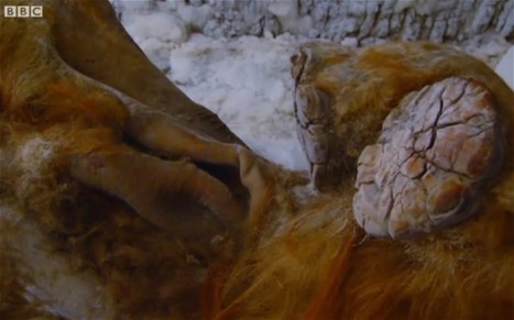 Discovered: woolly mammoth with 'strawberry-blonde hair' | Amazing Science | Scoop.it