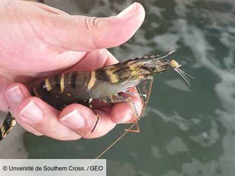 Les pesticides néonicotinoïdes peuvent aussi affecter les crevettes et les huîtres | EntomoNews | Scoop.it
