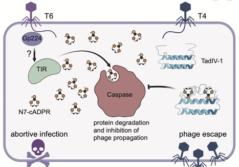 A phage-encoded sponge protein suppresses bacterial TIR-Caspase immune signaling | Ncm | RMH | Scoop.it