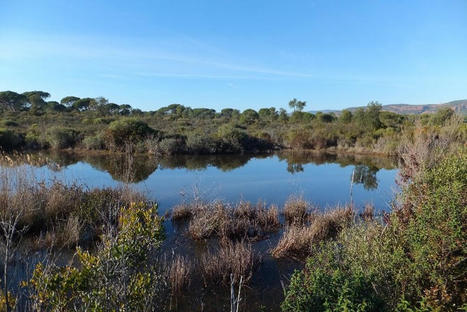 L’ONF étudie et restaure les mares de la Colle du Rouet | Biodiversité | Scoop.it