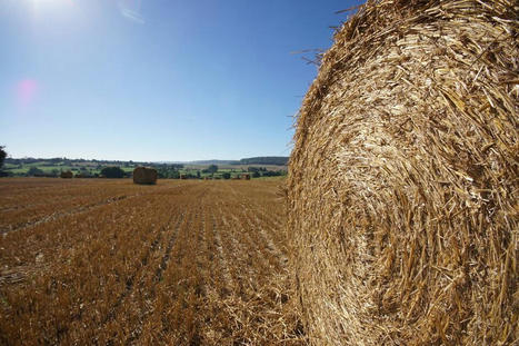 Que cache la hausse des résultats économiques de l’agriculture française ? | Actualité Bétail | Scoop.it