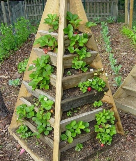 Pyramid of strawberries | 1001 Gardens ideas ! | Scoop.it