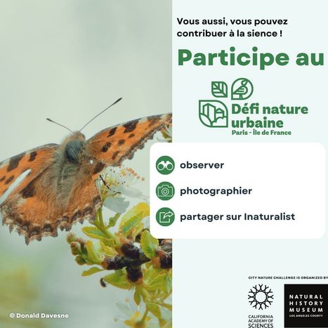 Inventaire express de la diversité en Île-de-France avec iNaturalist | Variétés entomologiques | Scoop.it