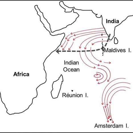 Pantala flavescens, la "libellule globe-trotteuse", observée récemment sur l'île d'Amsterdam dans les Terres australes et antarctiques françaises | EntomoNews | Scoop.it