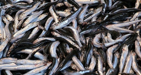 Turkey exports 177 tons of anchovy to 11 countries - Daily Sabah