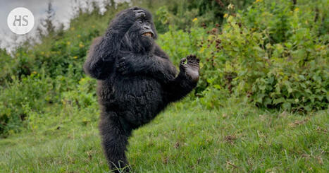 Marssiva gorilla toi voiton hassujen luontokuvien kilpailussa | HS.fi | 1Uutiset - Lukemisen t&auml;hden | Scoop.it