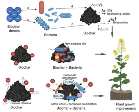Soil Microorganisms as Drivers of Pollutant Degradation, Metal Detoxification, and Sustainable Agriculture | acs | RMH | Scoop.it