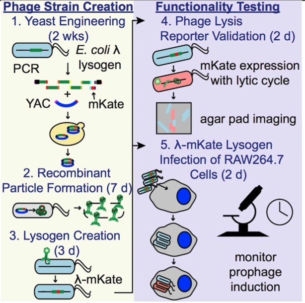 A Protocol to Engineer Bacteriophages for Live-...