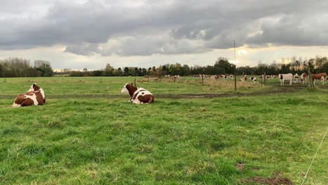 Baisse de production laiti&egrave;re &agrave; l'automne : que faire ? | Actualit&eacute;s de l'&eacute;levage | Scoop.it