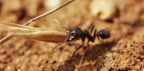 Restaurer la nature, un travail de fourmis ? | Biodiversité | Scoop.it