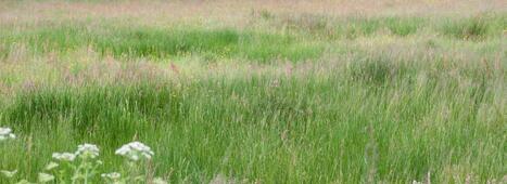 Identifier les seuils écologiques pour une gestion optimisée de la biodiversité et des écosystèmes | INRAE | ECOLOGIE - ENVIRONNEMENT | Scoop.it