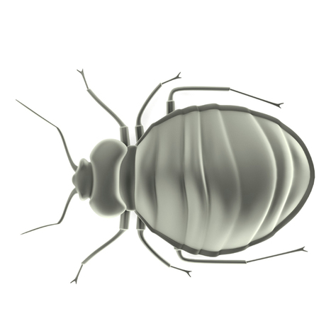 Comment se d&eacute;barrasser des punaises de lit, selon un expert | Vari&eacute;t&eacute;s entomologiques | Scoop.it