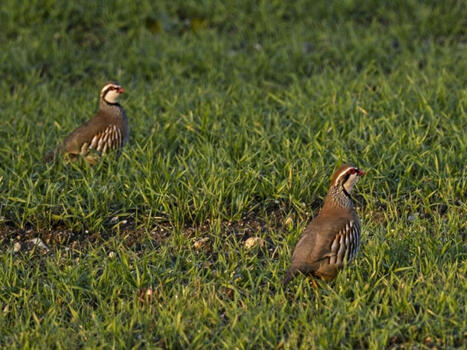 Pesticides: deux &eacute;tudes alertent sur leur impact "sur l'ensemble du vivant" | Biodiversit&eacute;, &Eacute;cologie et Environnement | Scoop.it