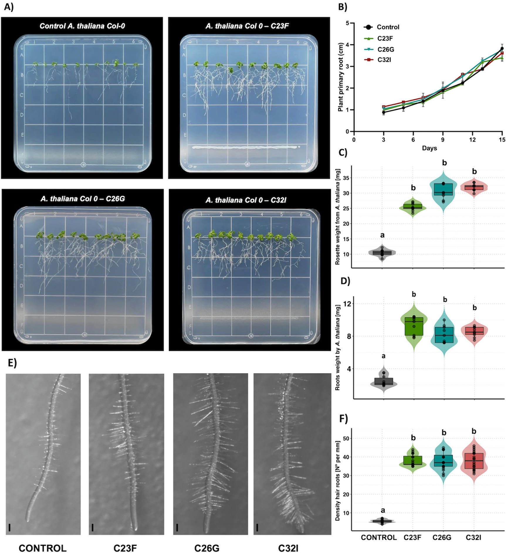 Bacteria From The Skin Of Amphibians Promote Gr