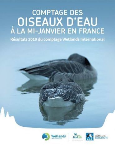 Résultats 2019 du comptage annuel des oiseaux d'eau en France | Biodiversité | Scoop.it
