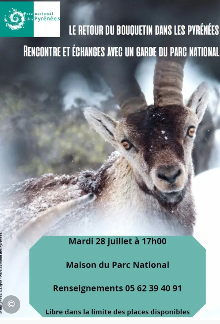 Conf&eacute;rence sur l'introduction du bouquetin ib&eacute;rique &agrave; Saint-Lary Soulan le 28 juillet | Vall&eacute;es d'Aure & Louron - Pyr&eacute;n&eacute;es | Scoop.it
