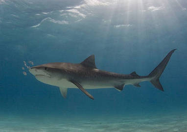 Actualité > Attaques de requin : un spécialiste se confie sur le cas de la Réunion | Tout le web | Scoop.it