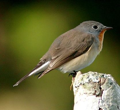 Pikkusieppo | Wikiwand | 1Uutiset - Lukemisen tähden | Scoop.it