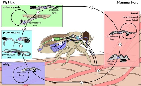 L’identification moléculaire de Trypanosoma brucei gambiense chez les porcs, les chiens... confirme les animaux domestiques comme réservoirs potentiels  de la maladie du sommeil au Tchad | EntomoNews | Scoop.it