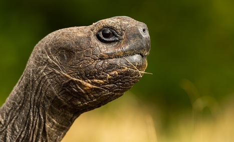 Galapagos Tortoise Project | Galapagos | Scoop.it