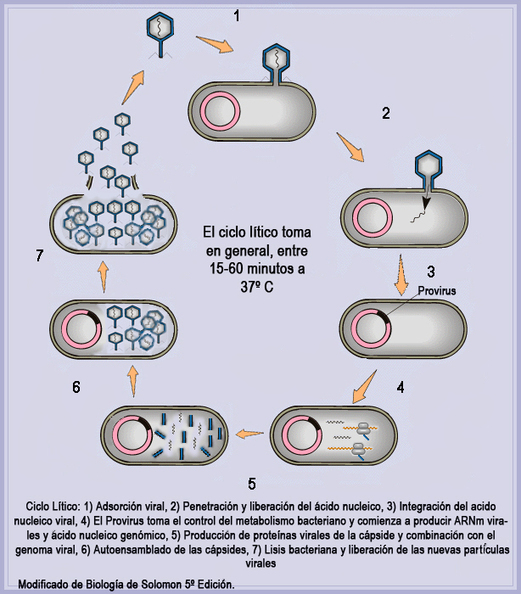 Resultado de imagen de imágenes del ciclo litico viral