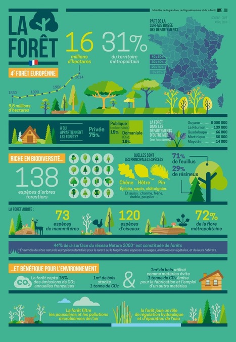 Infographie - La for&ecirc;t fran&ccedil;aise, 4&egrave;me for&ecirc;t europ&eacute;enne, riche en biodiversit&eacute; et b&eacute;n&eacute;fique pour l'environnement | Veille territoriale AURH | Scoop.it