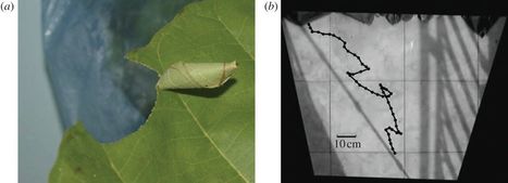 Quand la chenille s'enroule pour mieux sauter | EntomoNews | Scoop.it