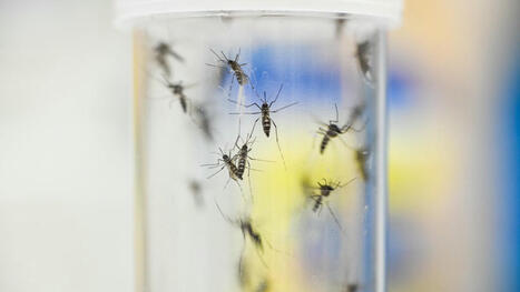 Un nombre record de moustiques à Las Vegas sont porteurs du virus du Nil occidental | EntomoNews | Scoop.it