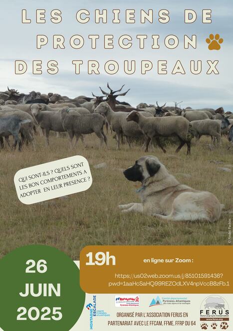 Conférence en ligne sur les chiens de protection de troupeaux le 26 juin | Vallées d'Aure & Louron - Pyrénées | Scoop.it