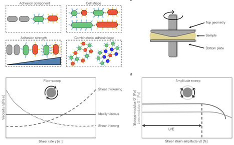 Tuning viscoelasticity and fine structure of living materials via synthetic adhesion logic and rheological perturbations | Brvbe | RMH | Scoop.it