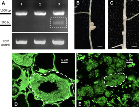 Transcriptional Regulation of Protein Trafficking Machinery in the Legume&ndash;Rhizobia Symbiosis | mpmi | RMH | Scoop.it