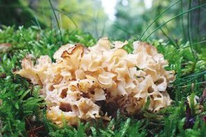 Bois mort, forêts vivantes : la preuve par le chou-fleur - La Salamandre | Les Colocs du jardin | Scoop.it