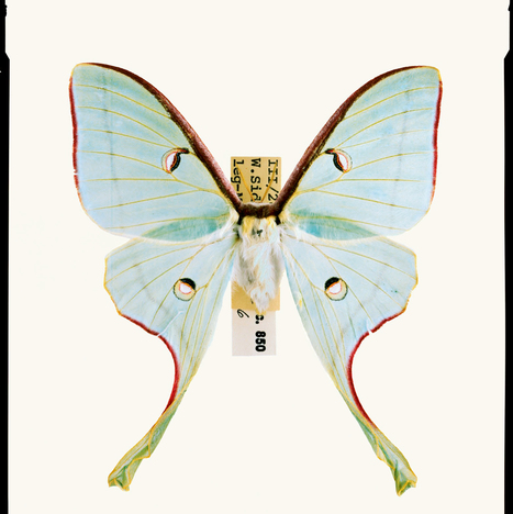 La surprenante guerre acoustique des papillons de nuit contre les chauves-souris - National Geographic | Biodiversit&eacute; | Scoop.it