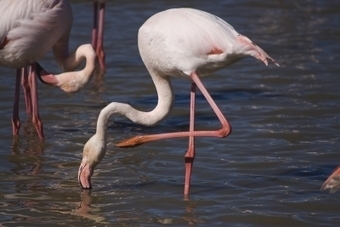 Vers une meilleure gouvernance des zones humides côtières grâce à un système d’information géographique participatif : le cas du Flamant rose | Tour du Valat | Camargue Nature | Scoop.it