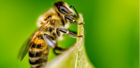 Abeilles : l'Anses pr&eacute;conise d'&eacute;tendre le moratoire sur certains pesticides | EntomoNews | Scoop.it