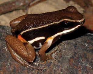 Little Frog in Brazil Helps Conservation of Rainforest - The Epoch Times | RAINFOREST EXPLORER | Scoop.it
