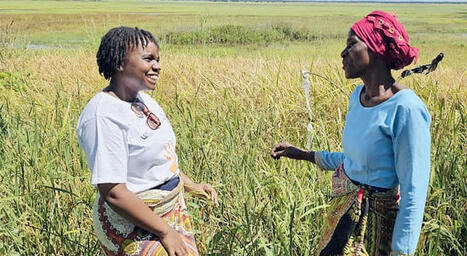 MALAWI: Rice Farming Techs Boost Productivity | SRI Global News-- January-April, 2026 -- System of Rice Intensification (SRI) | Scoop.it